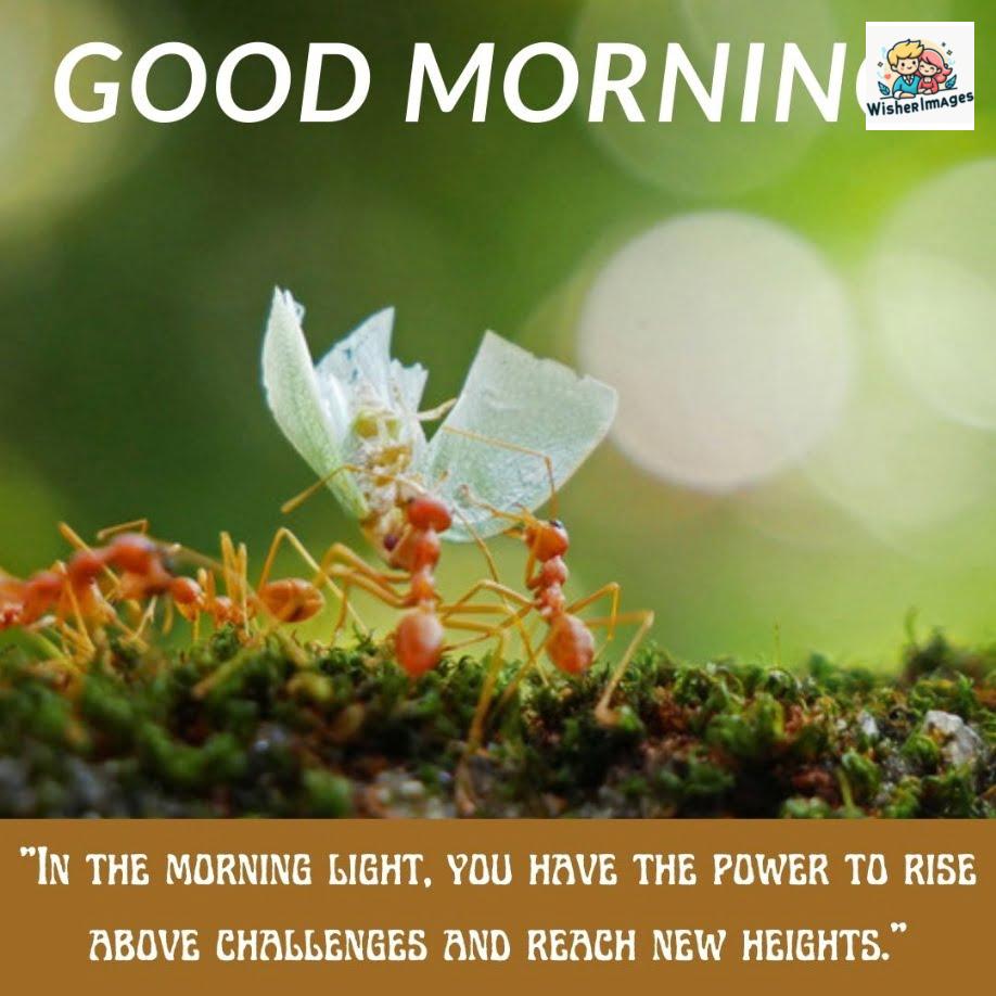 Red ants pull the white flower, behind the ants green background setup, good morning quote