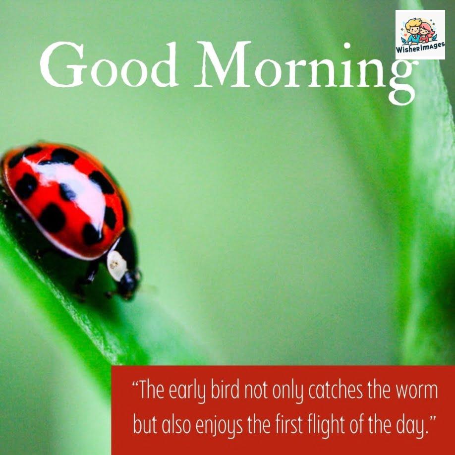 122 50+ Good Morning images with Animals & insects