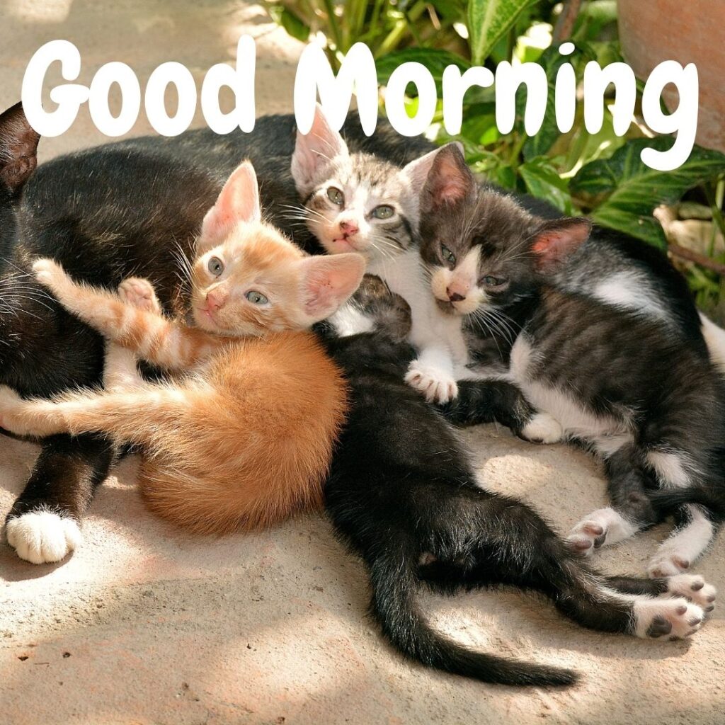 3-black-cats-is-siting-together-and-1-brown-cat-is-siting-white-good-morning-quote-is-placed-1024x1024 50+ Good Morning images with Animals & insects