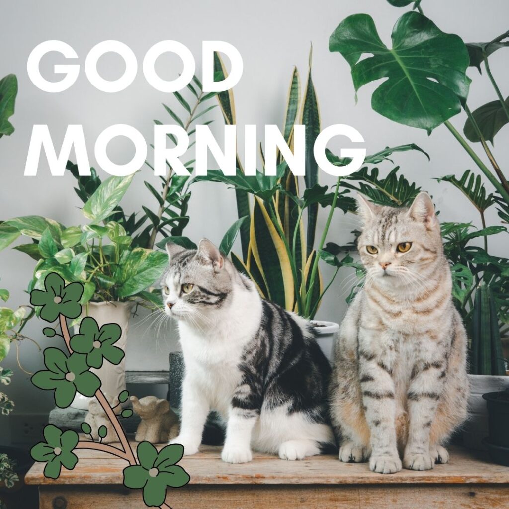 Brown and black cats sits together behind the cats plants is placed with brown table, good morning quote is placed