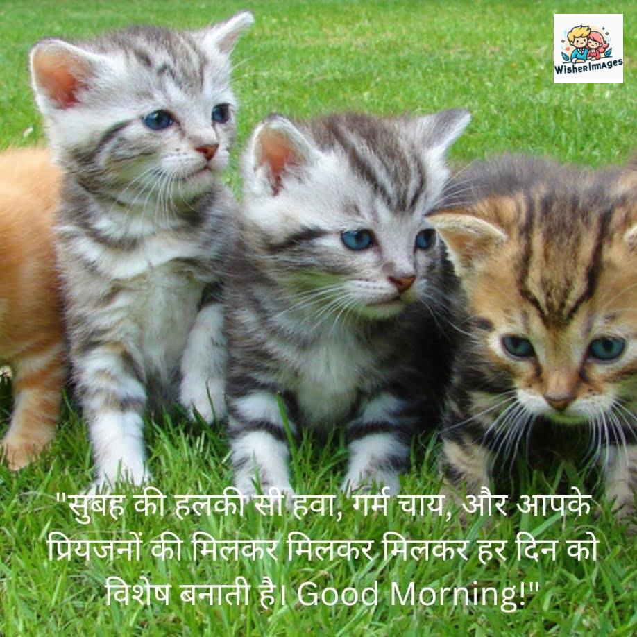 multiple cat is siting together, good morning quote is placed