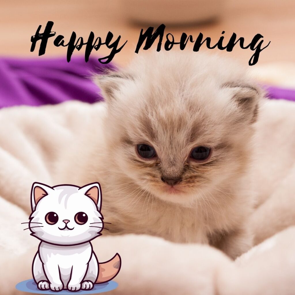 Light brown cat is siting on lgiht brown carpet, a cute white cat also sit beside black cat, good morning quote is set