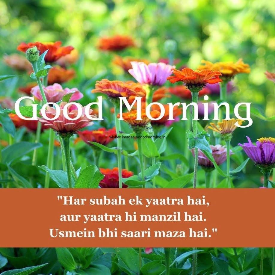 orange and purple flowers with green, good morning quote, unique motivational quote