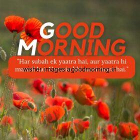 50+ HD Flowers wish images || Good morning images 6 beatifull flowers with good morning 21