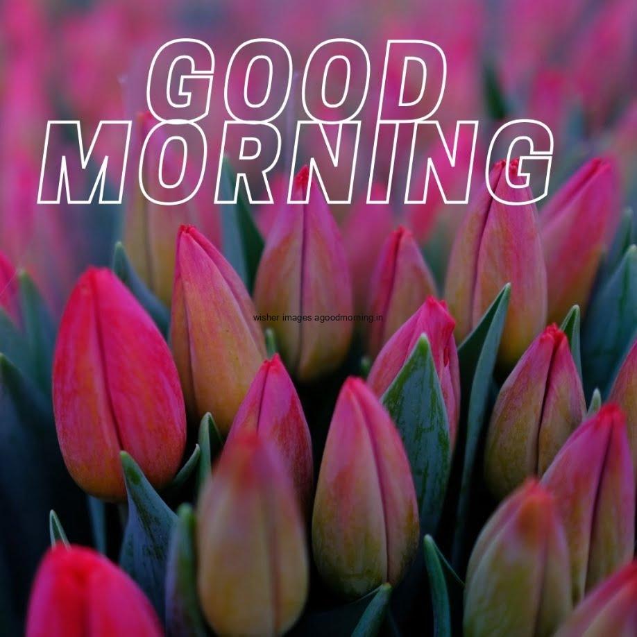 beatifull-flowers-with-good-morning-25 50+ HD Flowers wish images || Good morning images