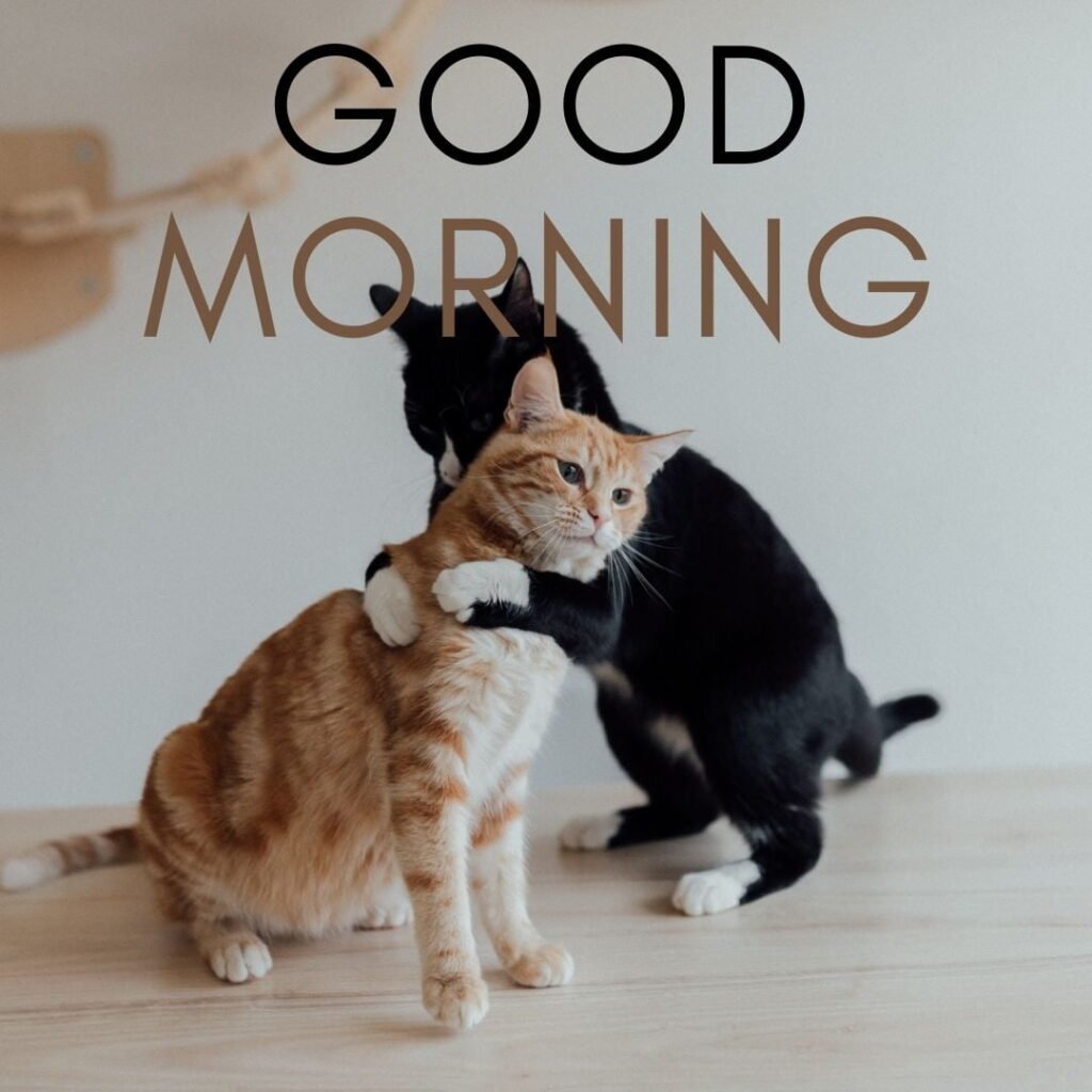 black-brown-cat-is-hug-together-with-grey-good-morning-quote-is-placed-1024x1024 50+ Good Morning images with Animals & insects