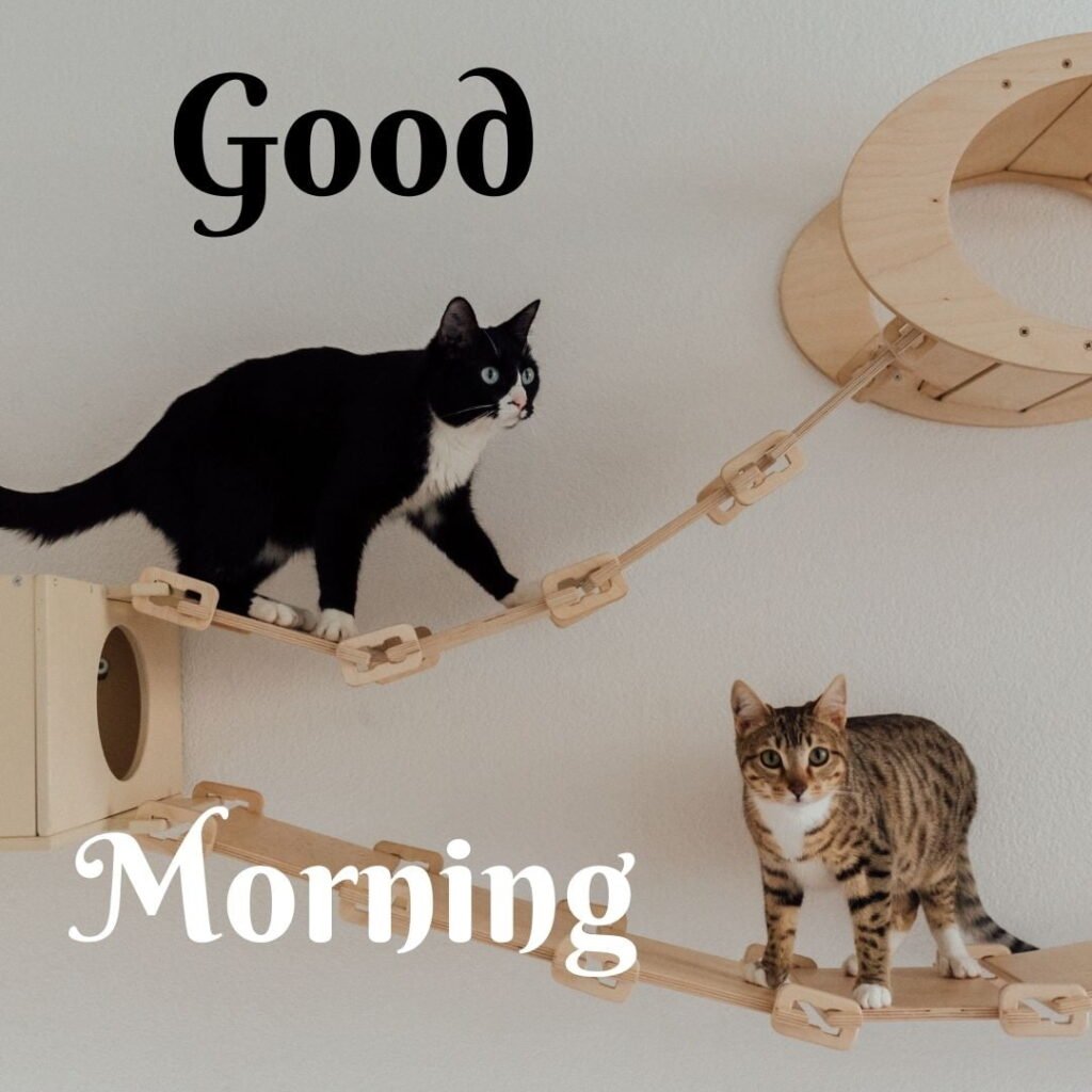 Black & brown cat is standing and flat ladder is setup, background is setup with grey good morning quote is placed