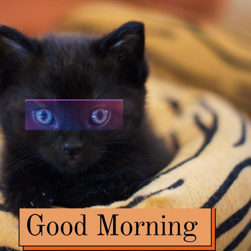 black-cat-with-purple-eyes-good-morning-quote-is-palced-1-1024x1024 90+ Free Good Morning with cat images for girl with boy