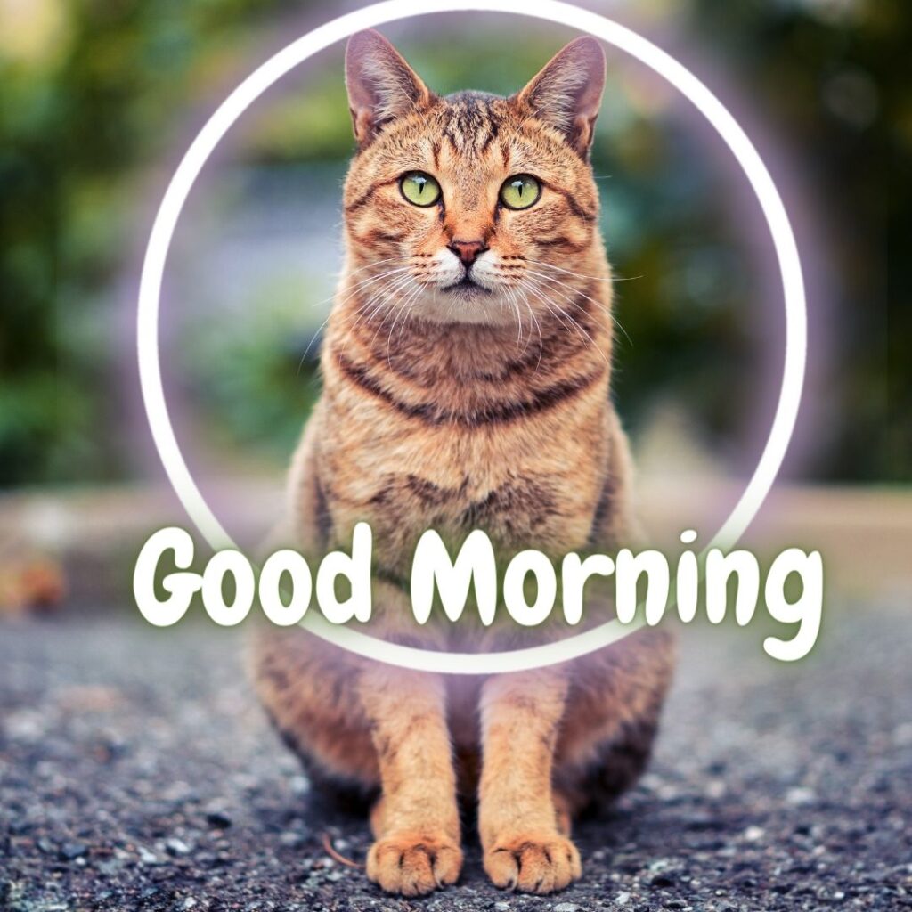 brown-cat-sitting-on-road-circle-is-placed-mid-with-cat-good-morning-quote-placed-1024x1024 90+ Free Good Morning with cat images for girl with boy