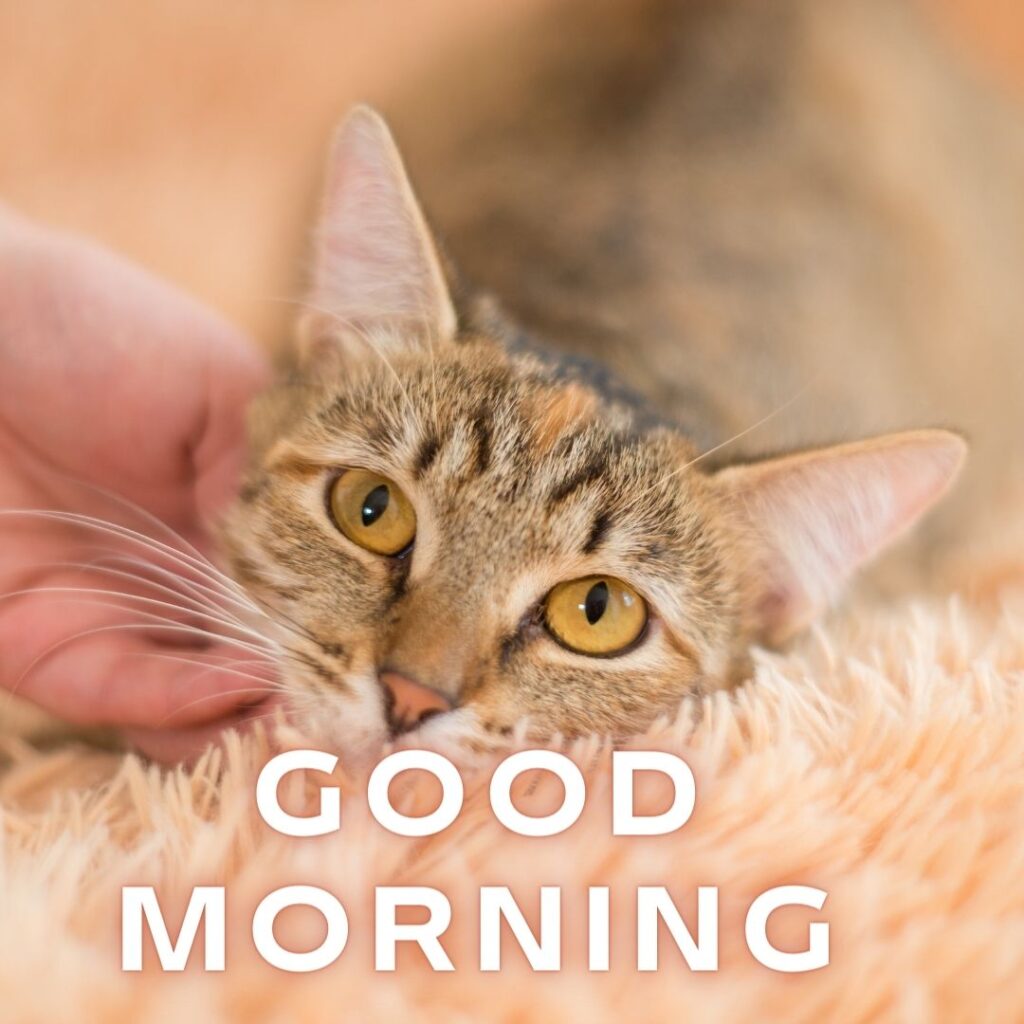 brown-cat-with-brown-eyes-good-morning-quote-1024x1024 90+ Free Good Morning with cat images for girl with boy