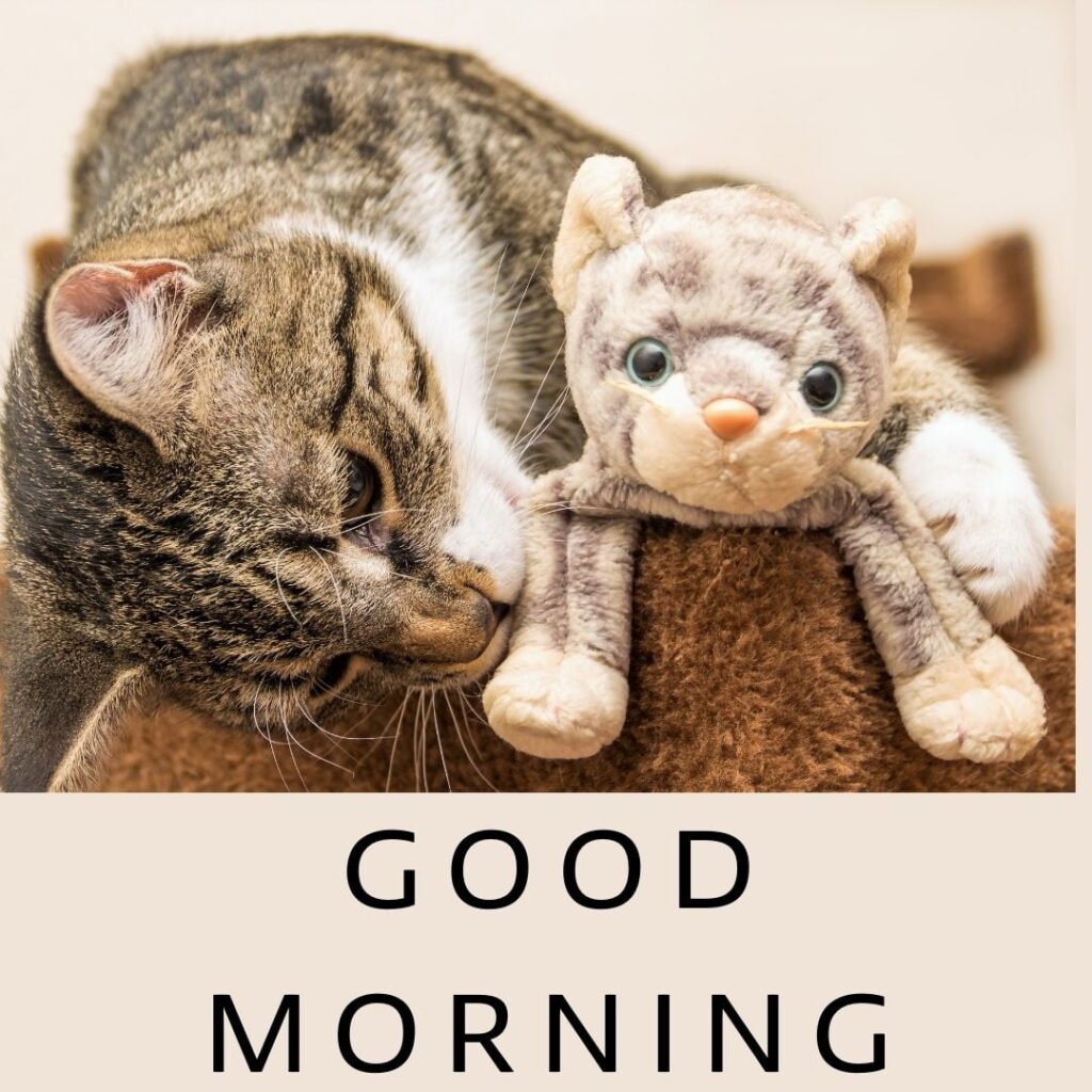 cat-is-playing-with-teddy-good-morning-quote-is-placed-1024x1024 90+ Free Good Morning with cat images for girl with boy