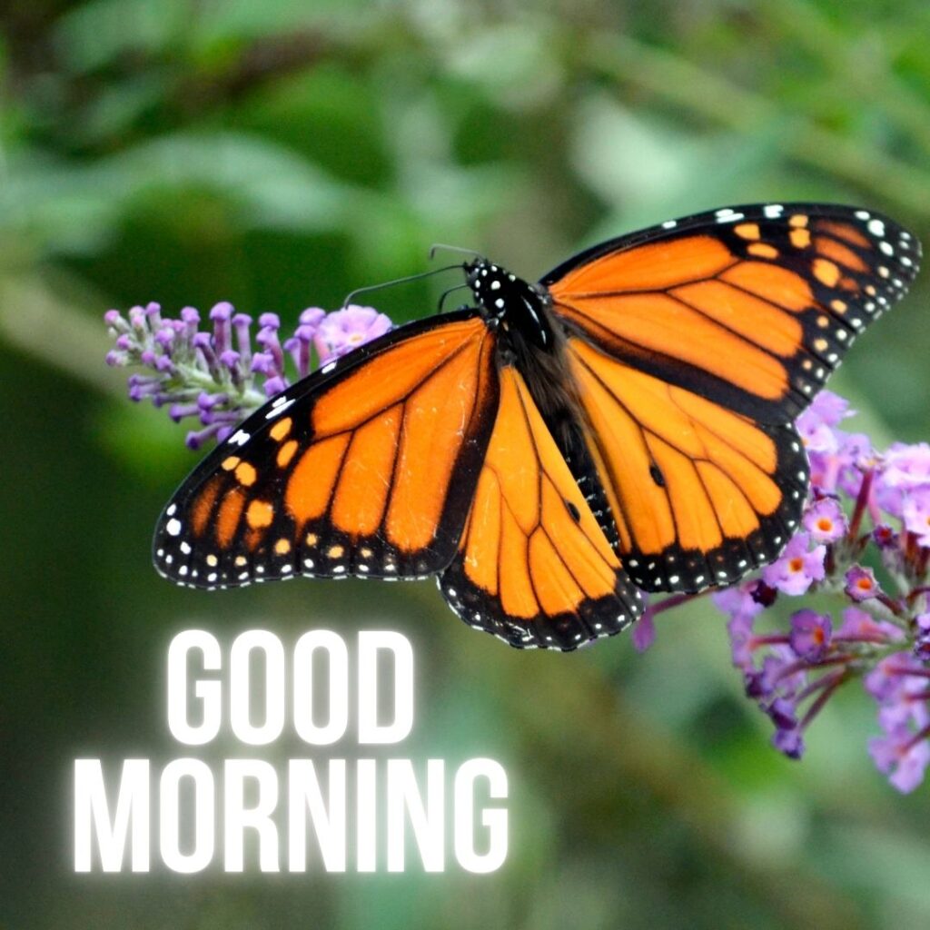 Orange butterfly on the purple flowers with green background, good morning quote is placed