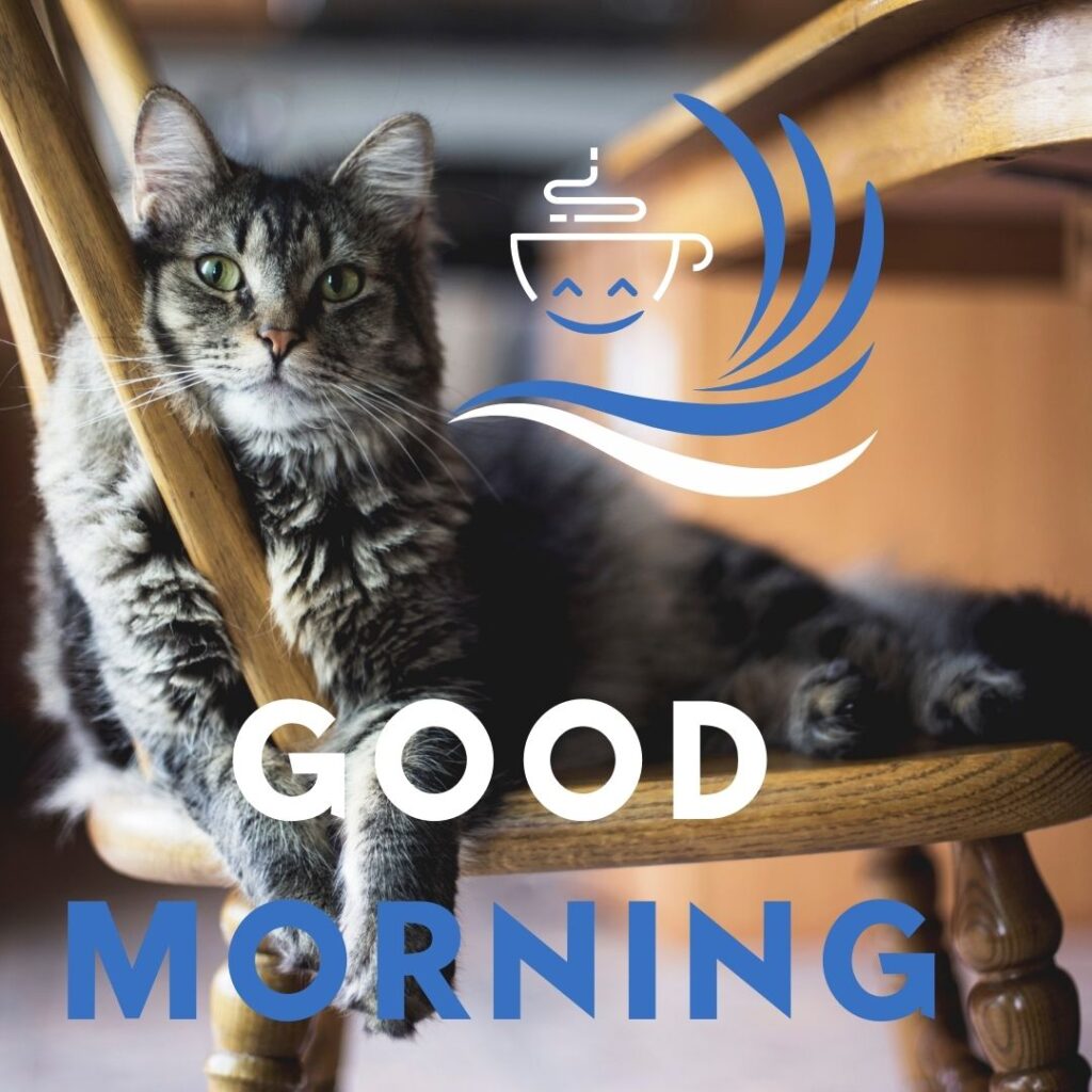 grey-cat-sitting-on-the-chair-good-morning-quote-is-placed-blue-and-white-wings-is-placed-1024x1024 90+ Free Good Morning with cat images for girl with boy