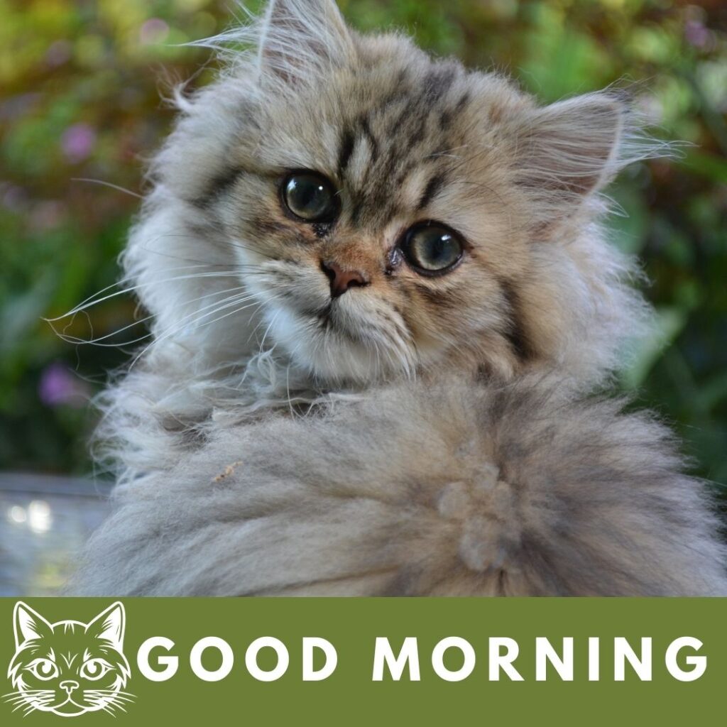 grey-colour-cat-with-big-eyes-bottom-green-strap-with-good-morning-quote-1024x1024 90+ Free Good Morning with cat images for girl with boy