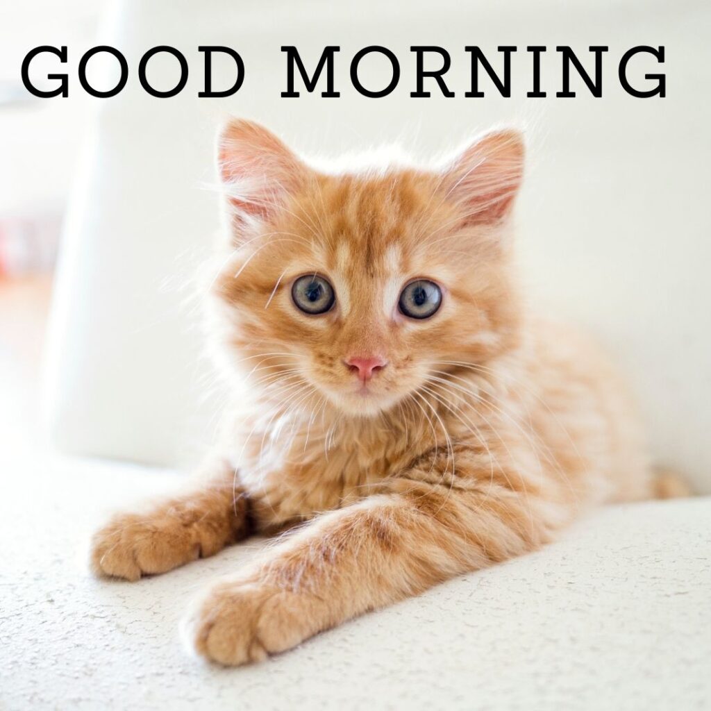 Light brown cat is sitting, the cat eyes color is blue,good morning quote