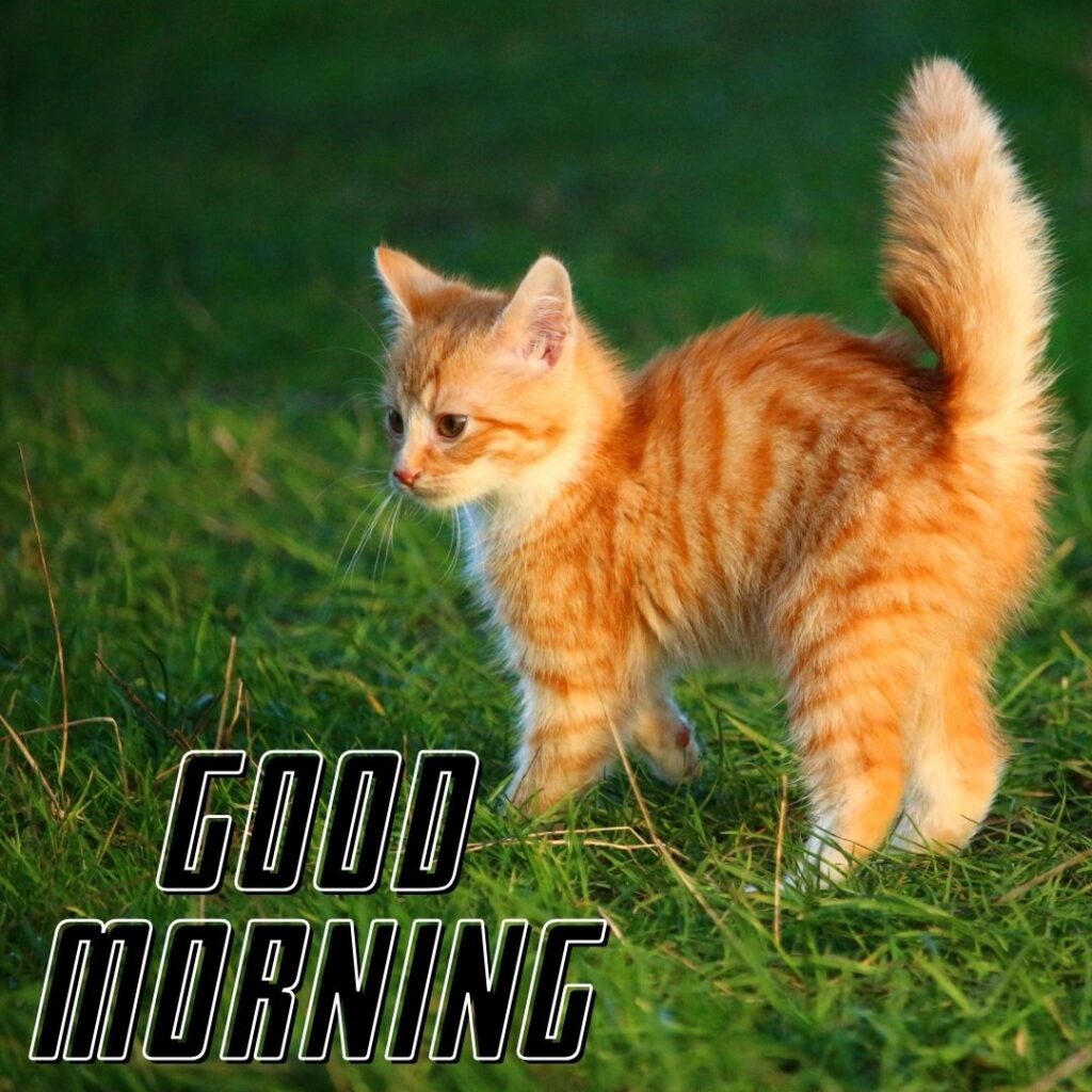 light-brown-cat-standing-and-seen-the-left-side-the-tile-is-standing-good-morning-quote-1024x1024 90+ Free Good Morning with cat images for girl with boy