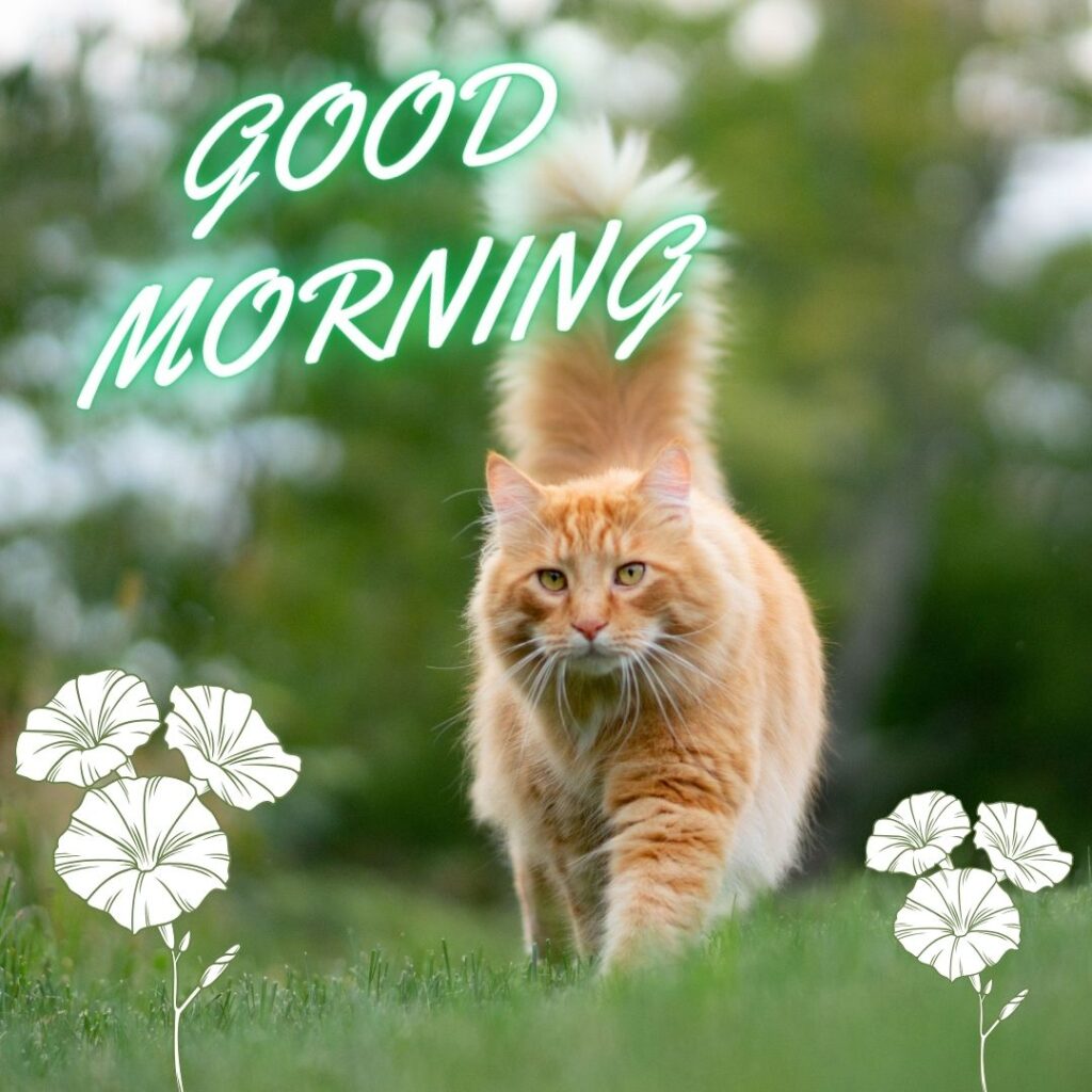 light-brown-cat-walk-with-green-leaf-2-flowers-is-set-as-frame-good-morning-quote-1024x1024 90+ Free Good Morning with cat images for girl with boy