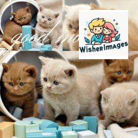 50+ Good Morning images with Animals & insects 11 many cats is stand together good morning quote is placed