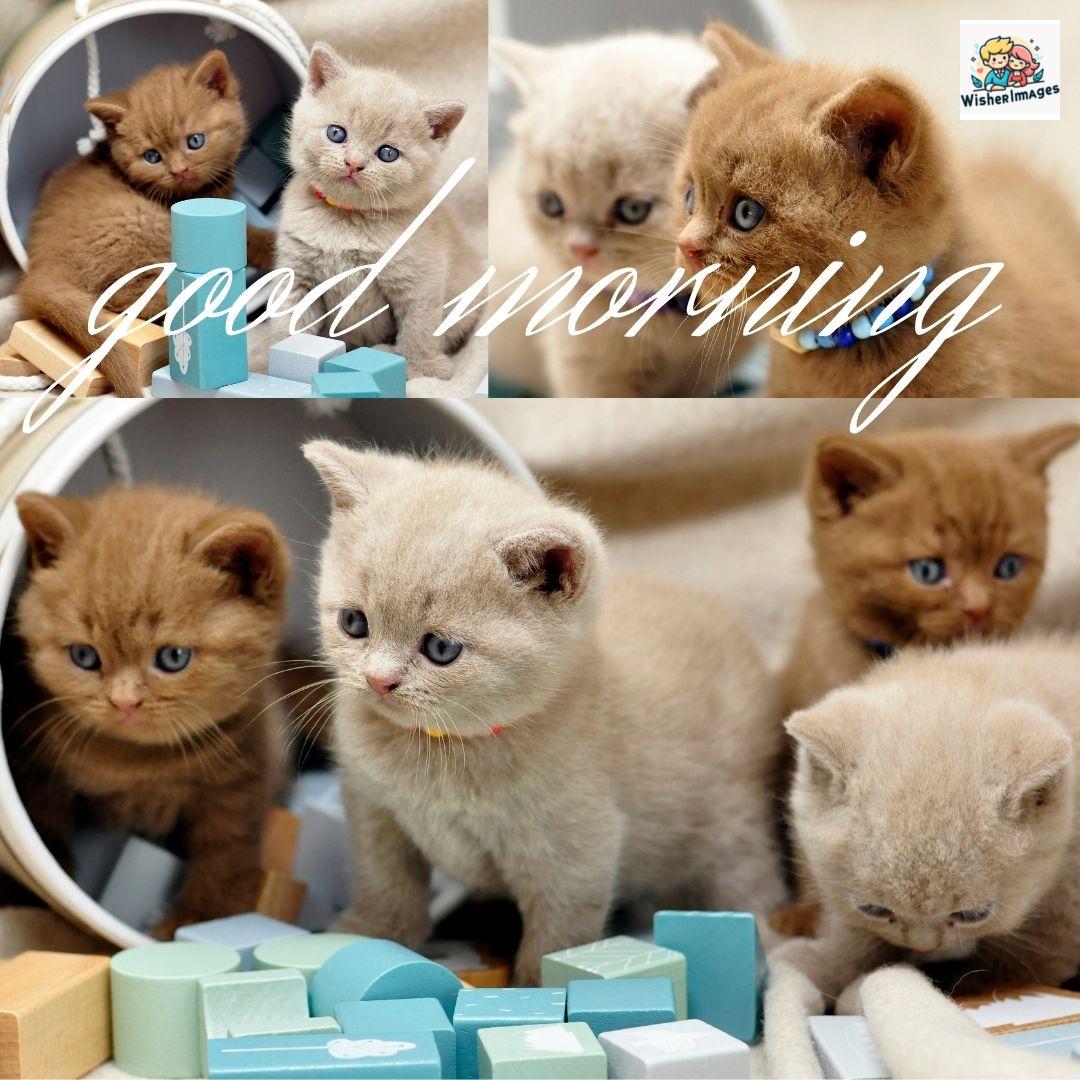 50+ Good Morning images with Animals & insects 1 many cats is stand together good morning quote is placed
