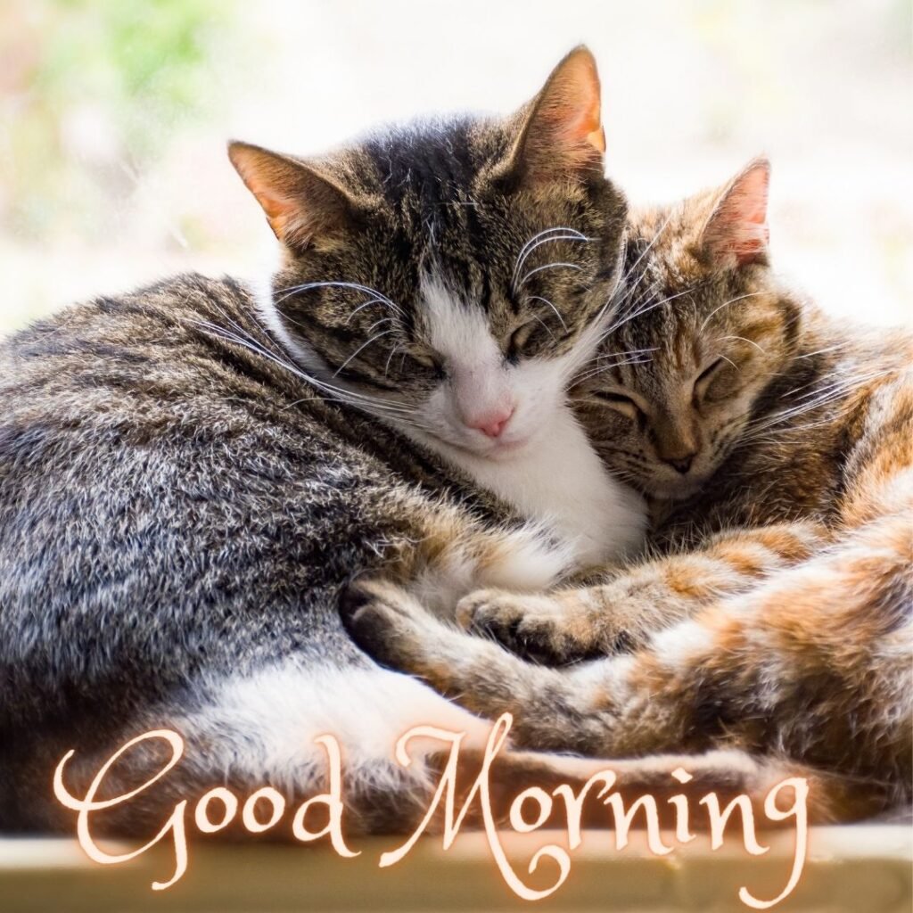 two-cats-sleeping-together-good-morning-quote-i-placed-1024x1024 90+ Free Good Morning with cat images for girl with boy