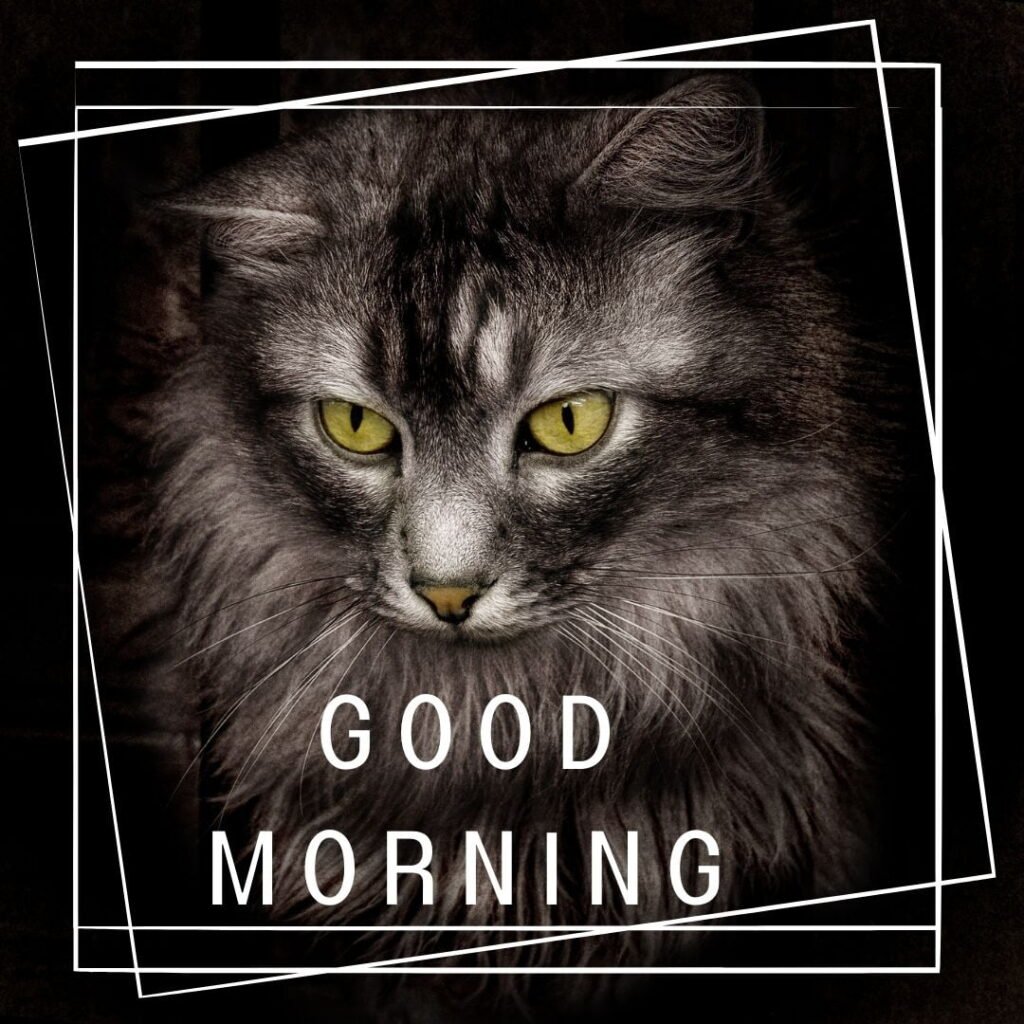 white-and-black-color-cat-is-see-below-and-good-morning-quote-is-placed-1024x1024 90+ Free Good Morning with cat images for girl with boy