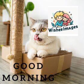 white cat tongue touch nose and sitting on box good morning quote is placed