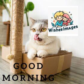 90+ Free Good Morning with cat images for girl with boy 12 white cat tongue touch nose and sitting on box good morning quote is placed