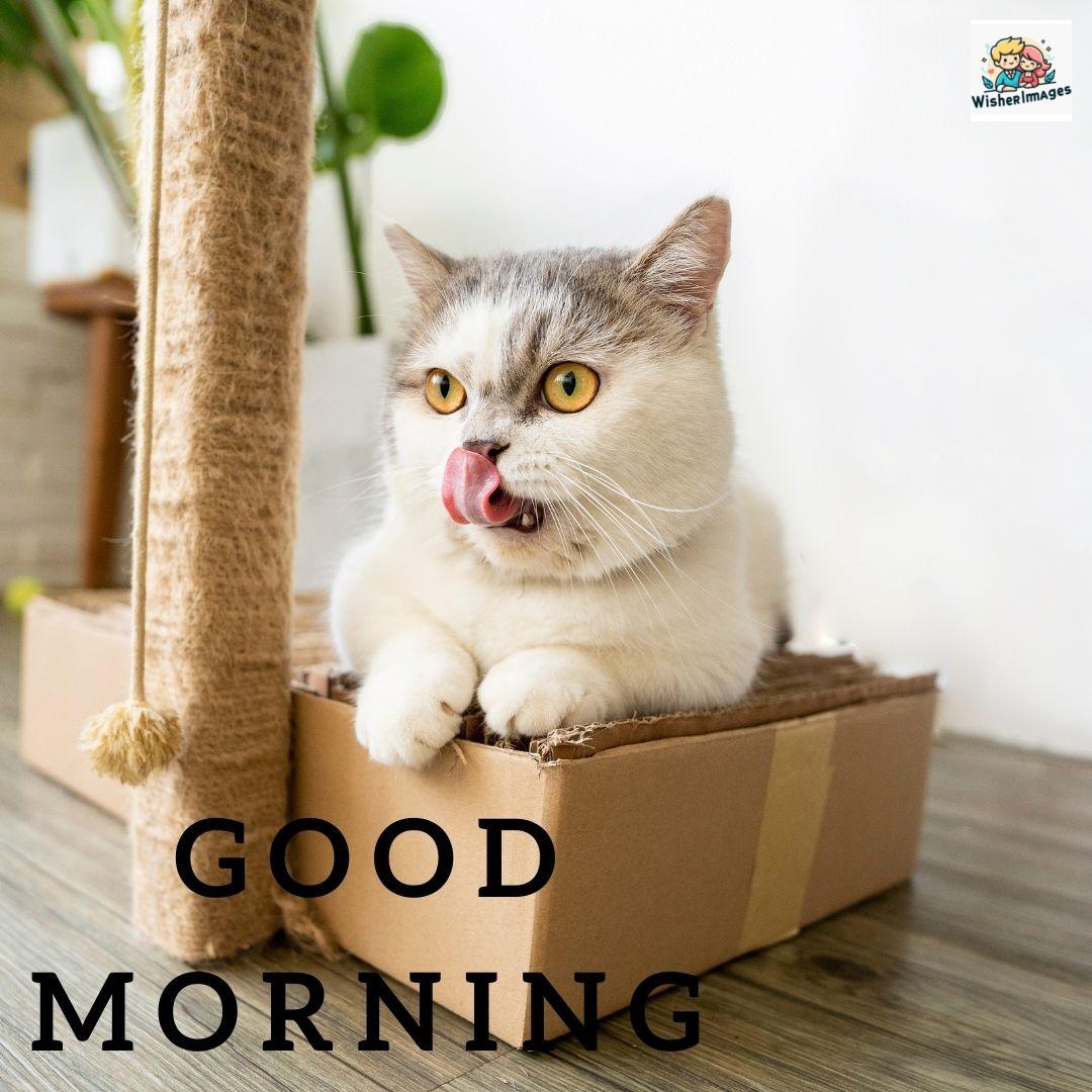 90+ Free Good Morning with cat images for girl with boy 8 white cat tongue touch nose and sitting on box good morning quote is placed