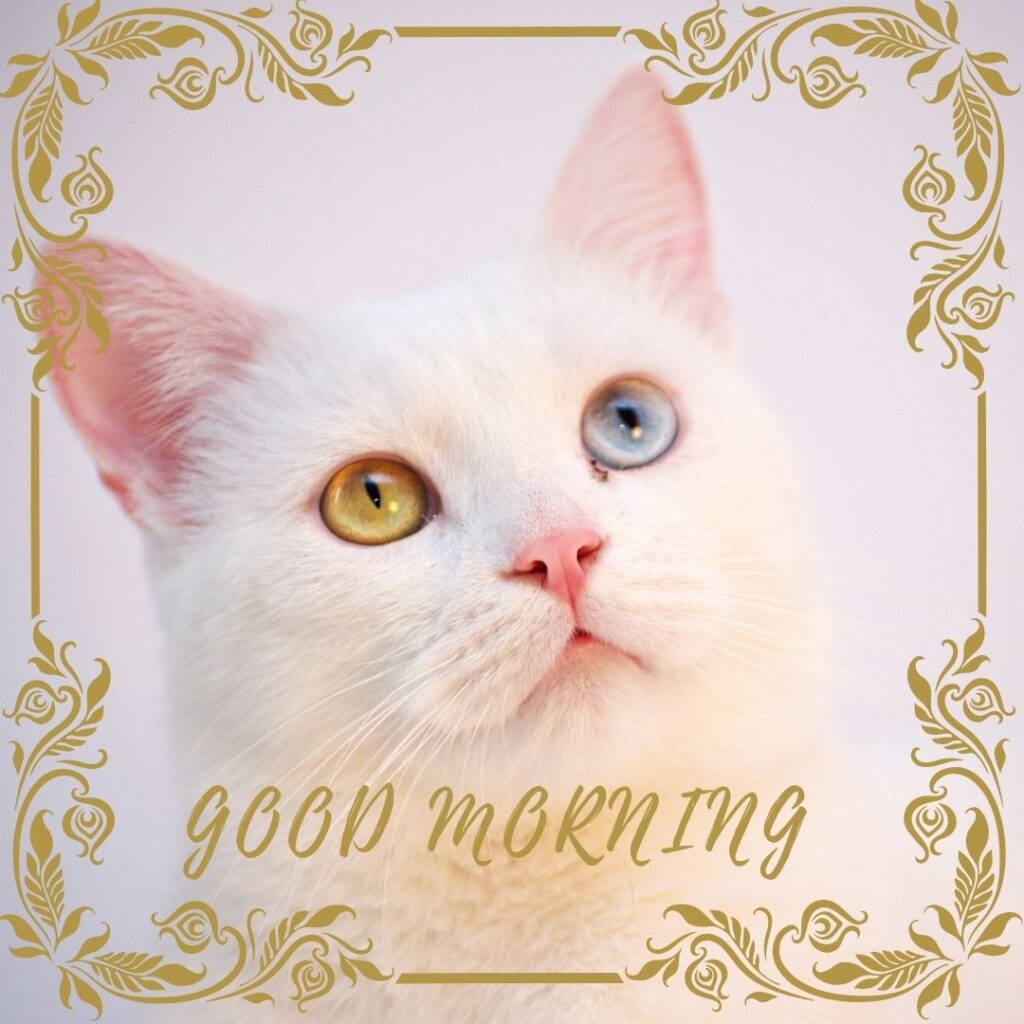 white-cat-with-Blue-yellow-eyes-golden-frame-with-good-morning-quote--1024x1024 90+ Free Good Morning with cat images for girl with boy