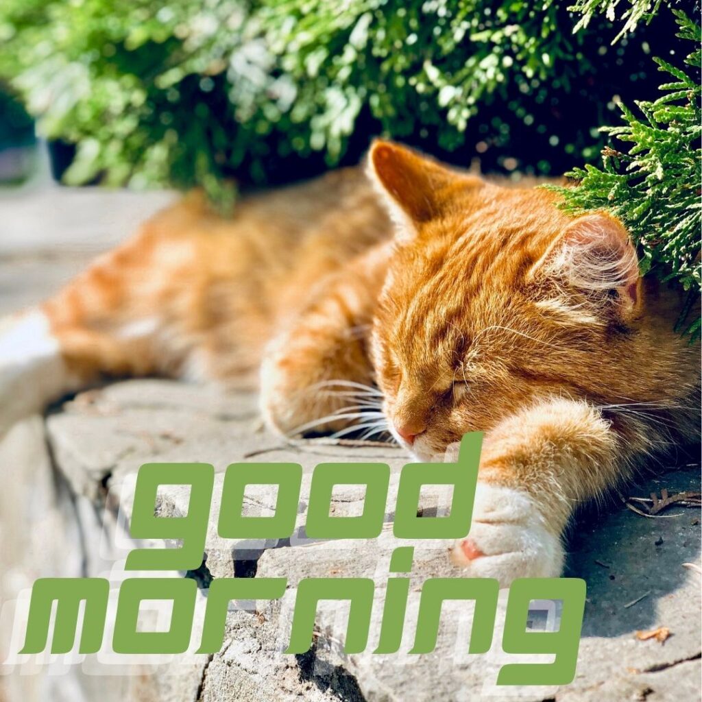 yellow-cat-sleeping-on-the-rocks-beside-the-leafs-good-mornig-quote-is-placed-1024x1024 90+ Free Good Morning with cat images for girl with boy