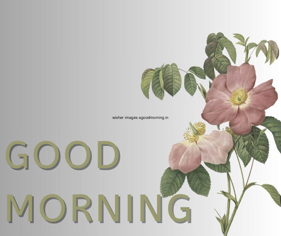 Black with white background purple flowers with Green leaf good morning flower image good morning text with green