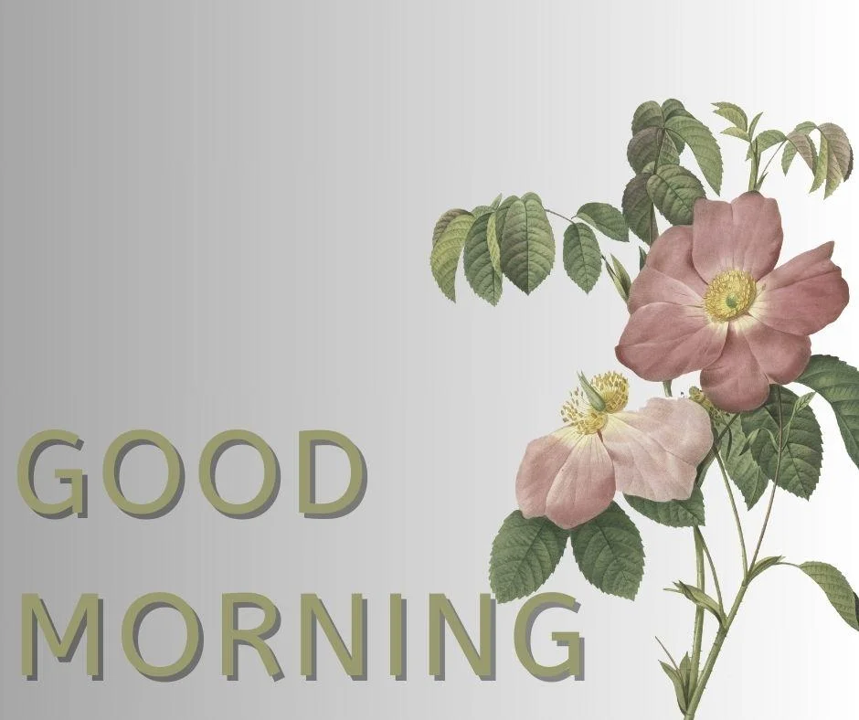 70+ Good Morning Flower Images 5 Black with white background purple flowers with Green leaf good morning flower image good morning text with green