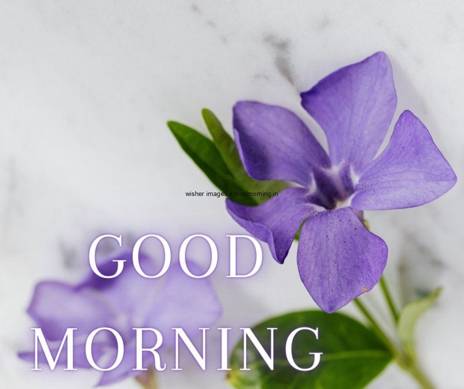 Blue flowers the with White background good morning flower image good morning text with white