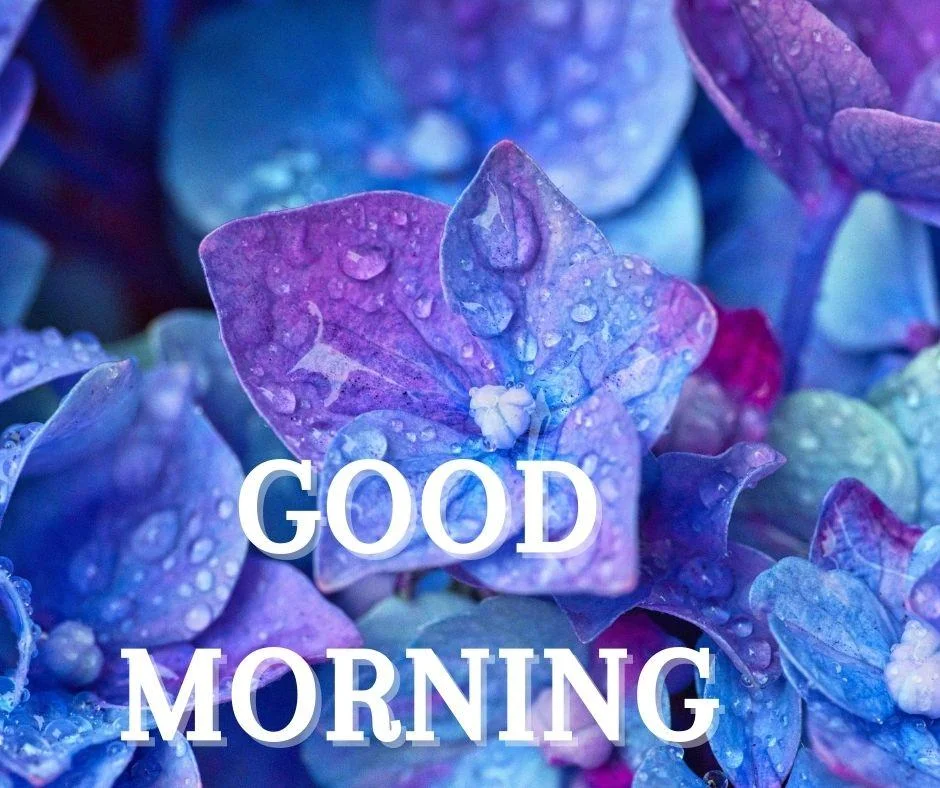 70+ Good Morning Flower Images 8 Blue leaf on the background good morning flower image good morning text with white