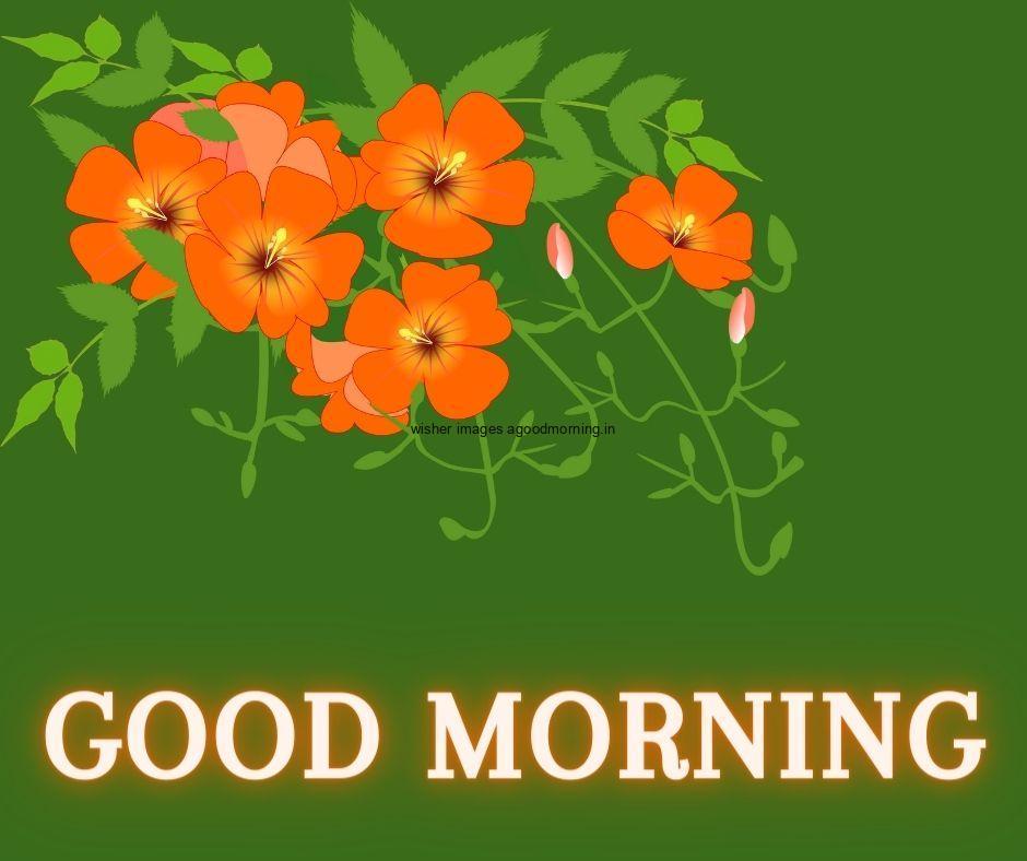 Dark Green background orange flowers with Green leaf good morning flower image good morning text with light yellow