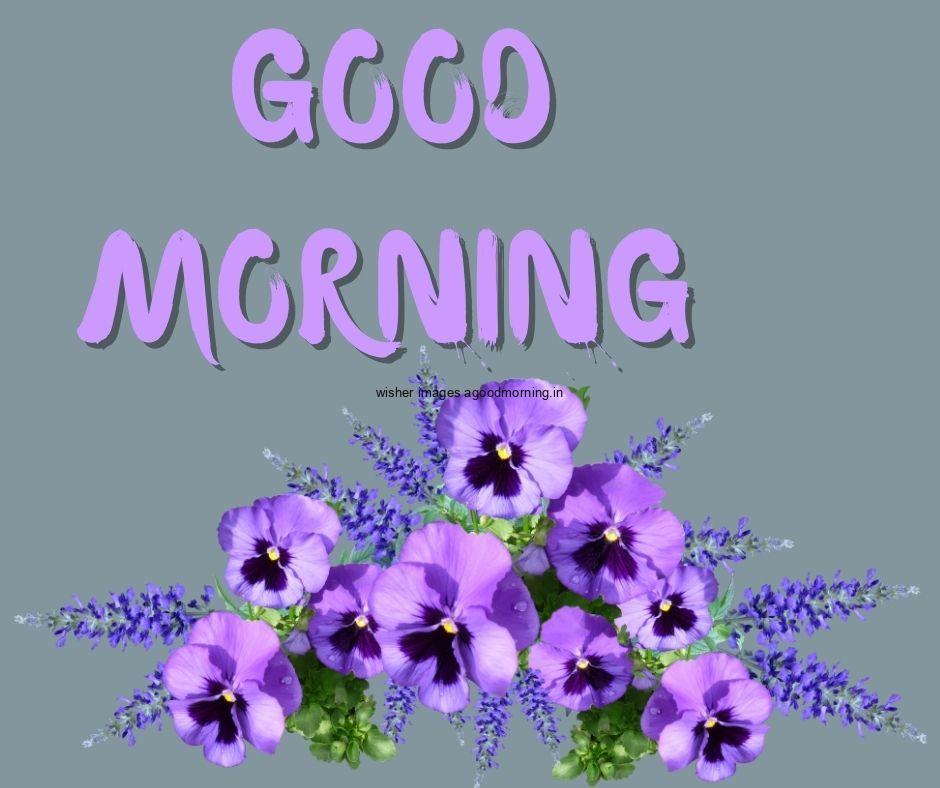 Dark grey background purple flowers with Green leaf good morning flower image good morning text with purple