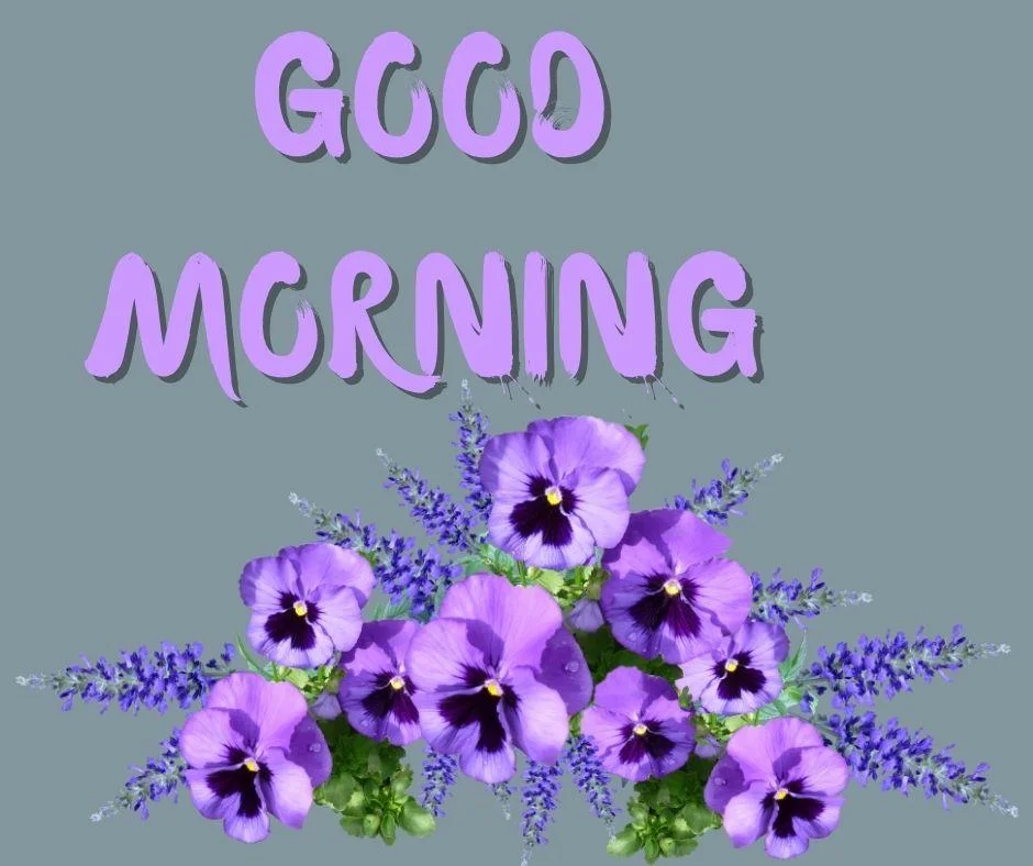 70+ Good Morning Flower Images 14 Dark grey background purple flowers with Green leaf good morning flower image good morning text with purple