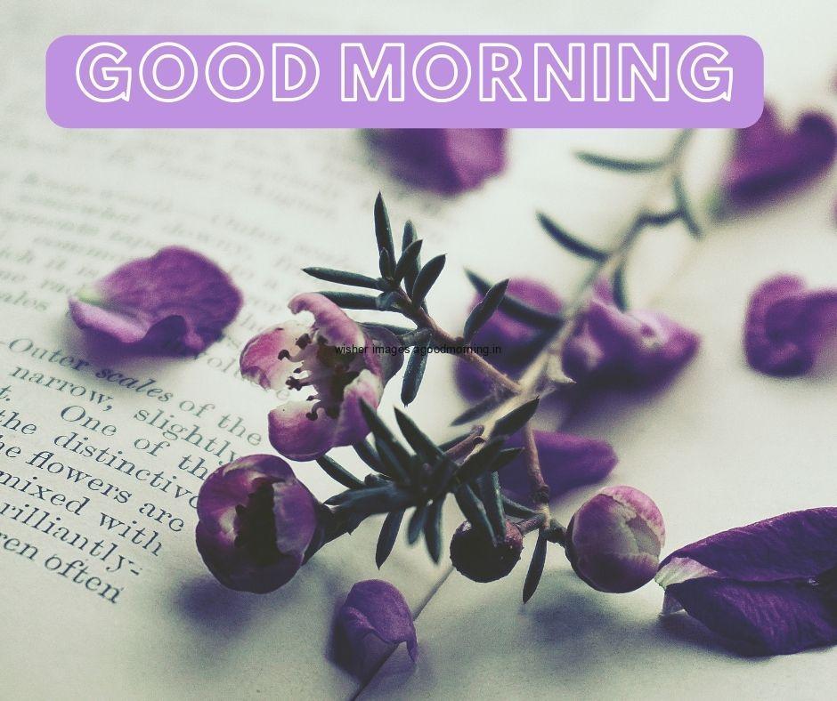 Flowers on the open book with good morning images text is placed