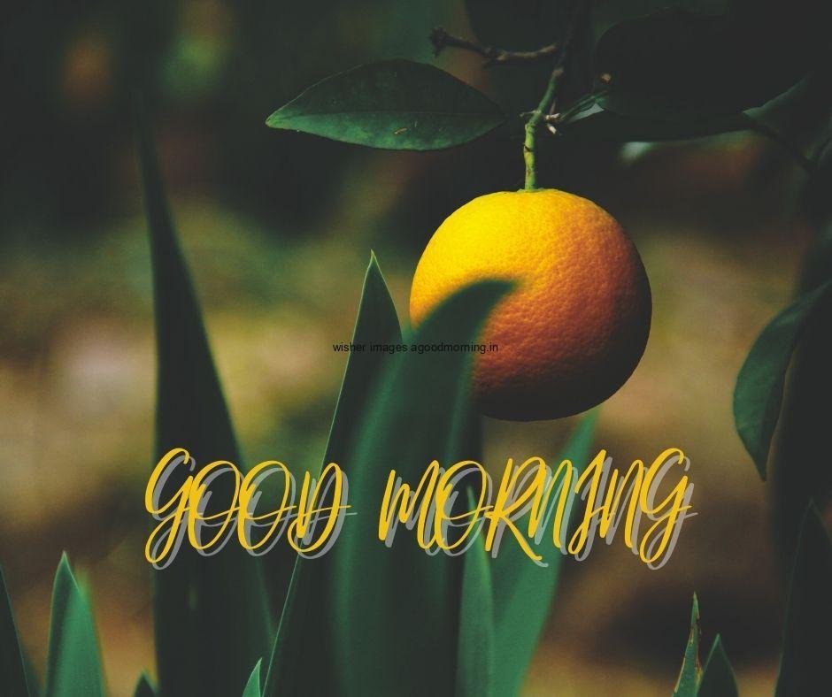 Green background with orange hanging on tree good morning image text colour yellow with white border