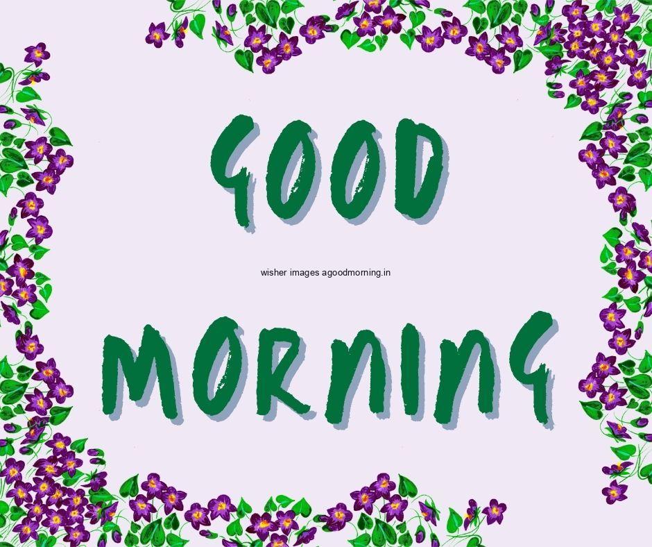 Grey background Dark purple flowers with Green leaf good morning flower image good morning text with Green