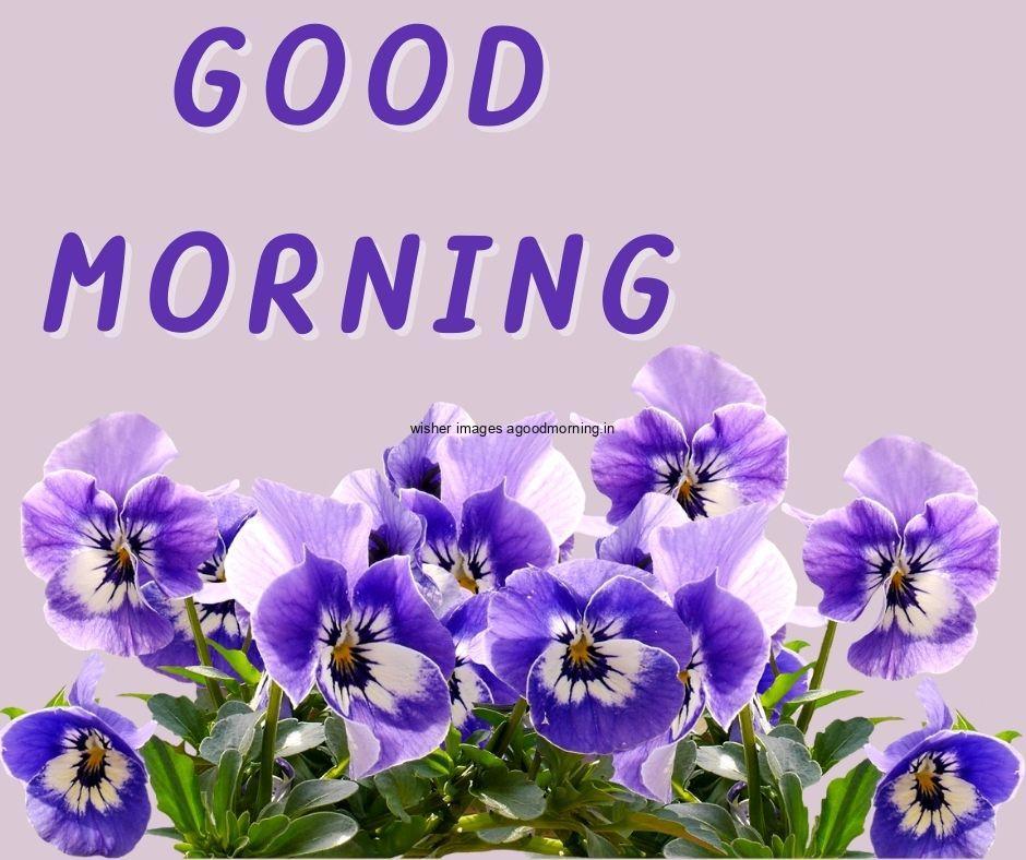 Grey background blue with white colour flowers with leaf good morning flower image good morning text with blue