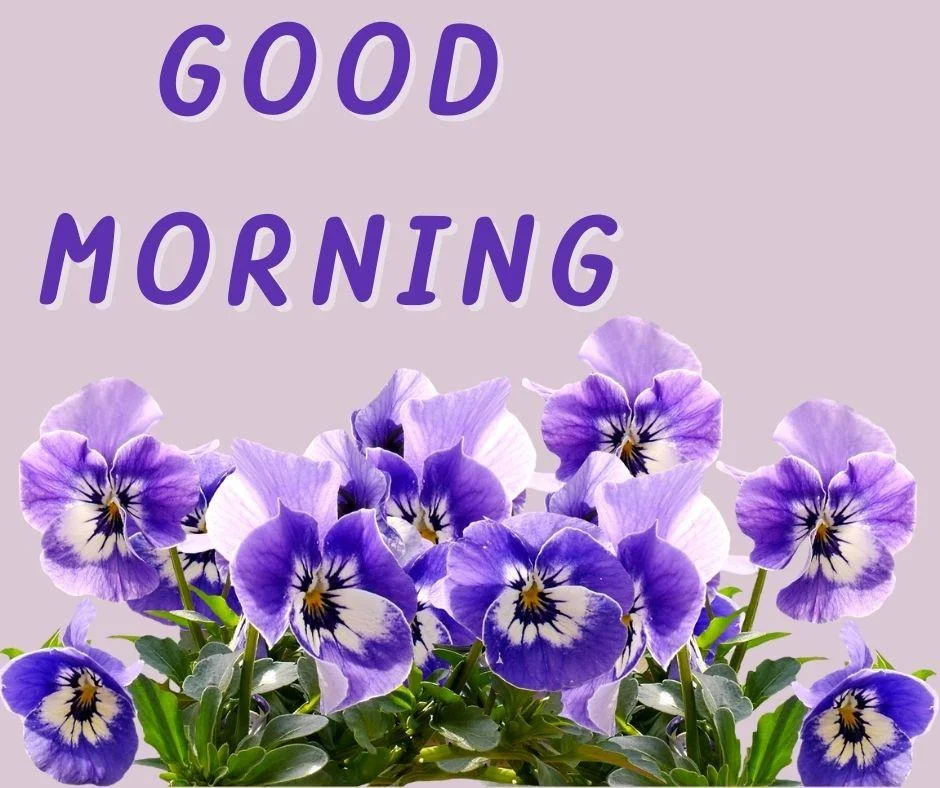 70+ Good Morning Flower Images 21 Grey background blue with white colour flowers with leaf good morning flower image good morning text with blue