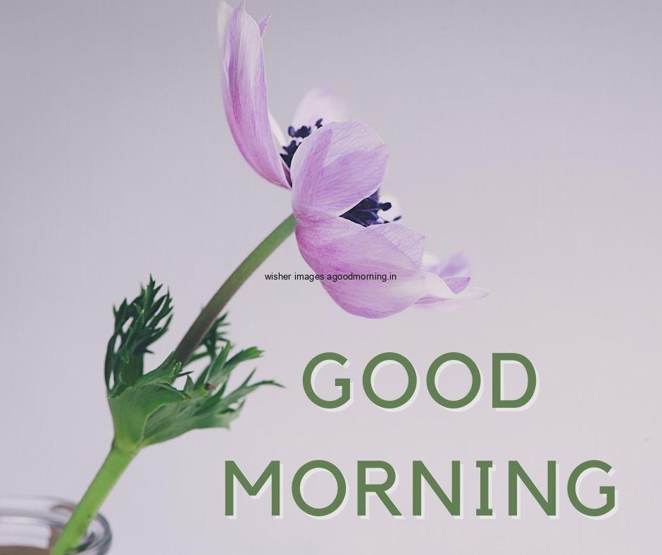 Grey background purple flowers with Green leaf good morning flower image good morning text colour Green