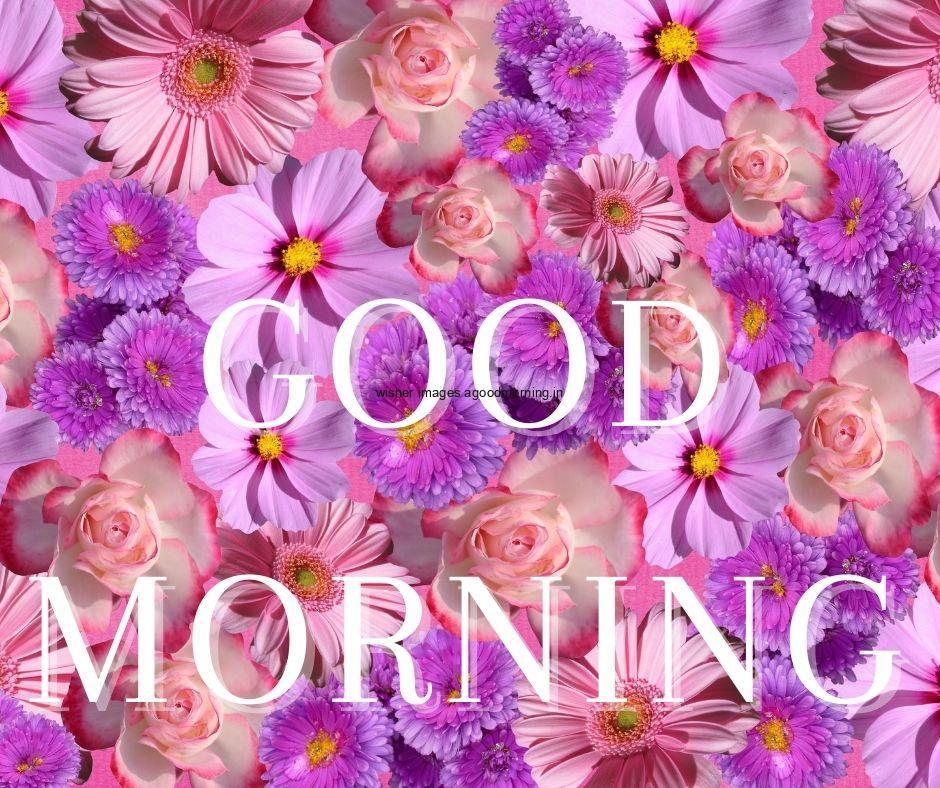 Pink and purple flowers the background good morning flower image good morning text with white