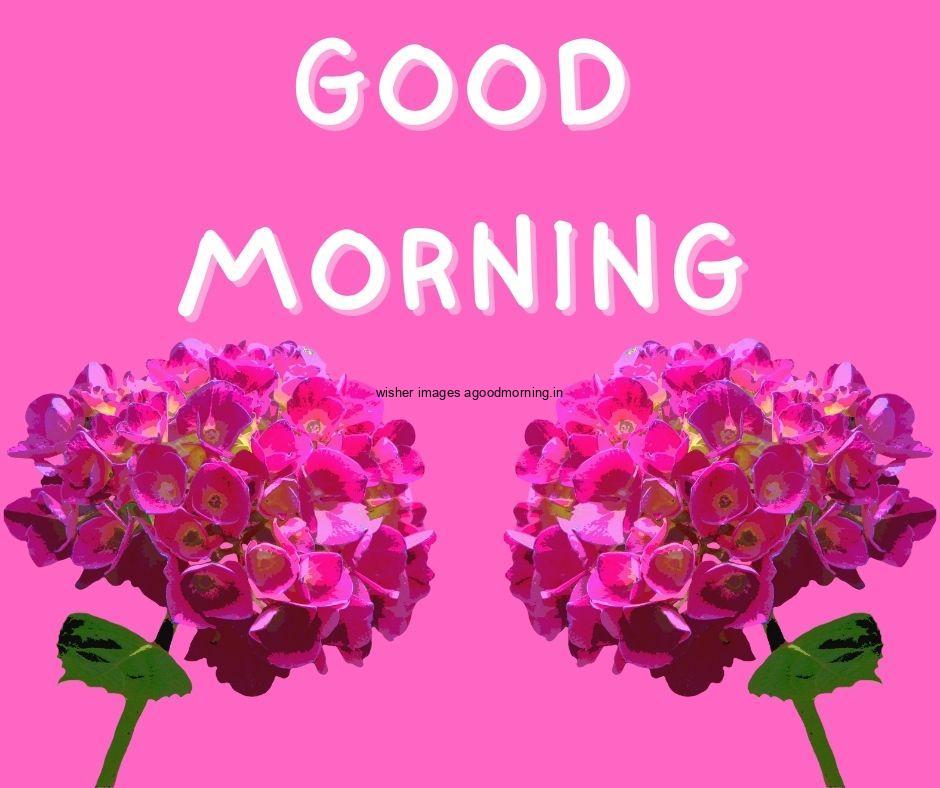 Pink background pink flowers with Green leaf good morning flower image good morning text with white