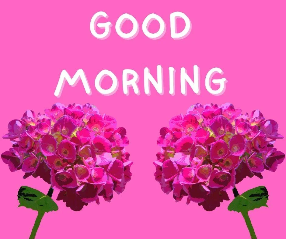 70+ Good Morning Flower Images 52 Pink background pink flowers with Green leaf good morning flower image good morning text with white