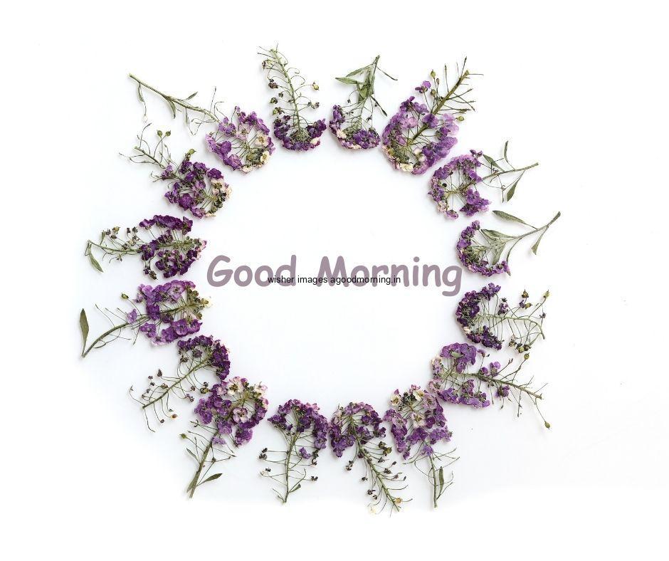 Purple flower create circle with beauitful Background white text good morning image