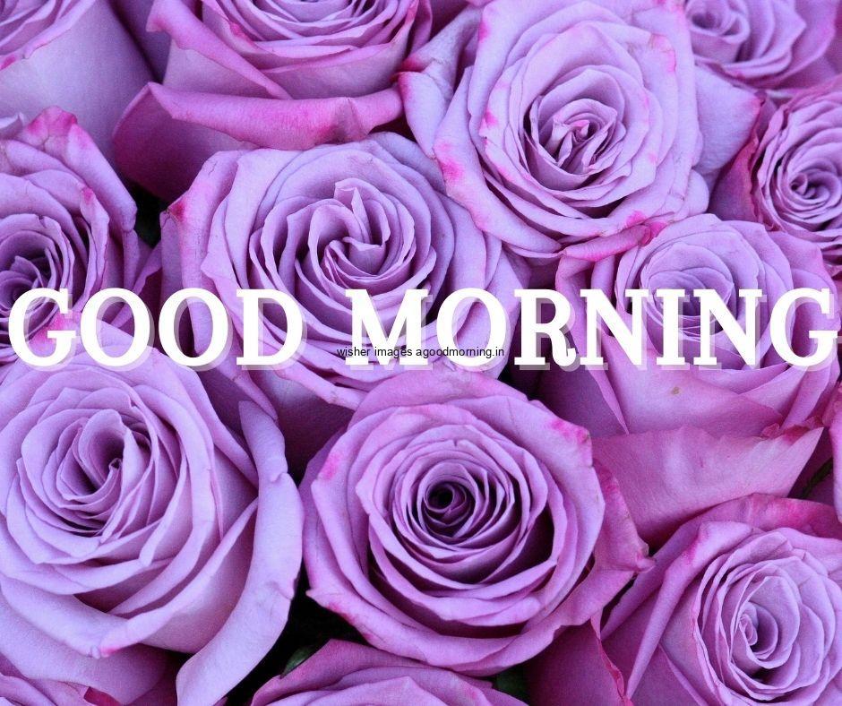 Purple flowers placed on background purple flowers good morning flower image good morning text with white