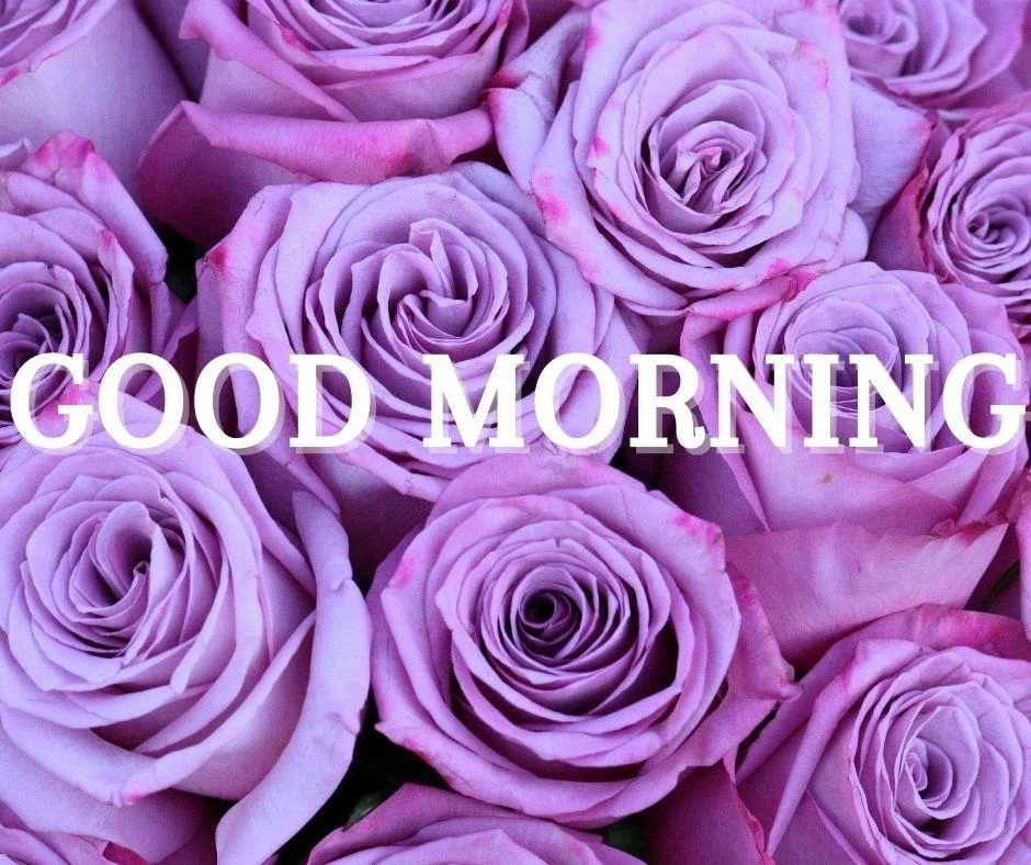 70+ Good Morning Flower Images 57 Purple flowers placed on background purple flowers good morning flower image good morning text with white