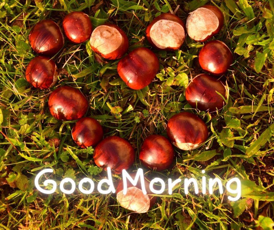 Red-apples-create-the-heart-shape-with-green-leaf-good-morning-love-image-with-white-text 60+ HD Good Morning Love images Free